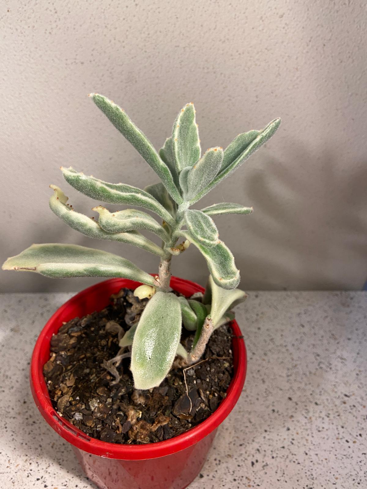 Kalanchoe Tomentosa Variegated