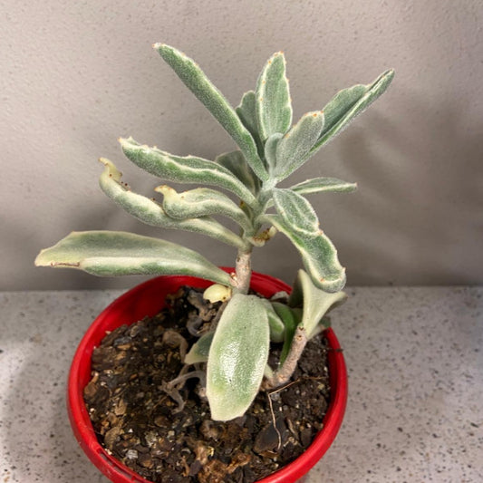 Kalanchoe Tomentosa Variegated