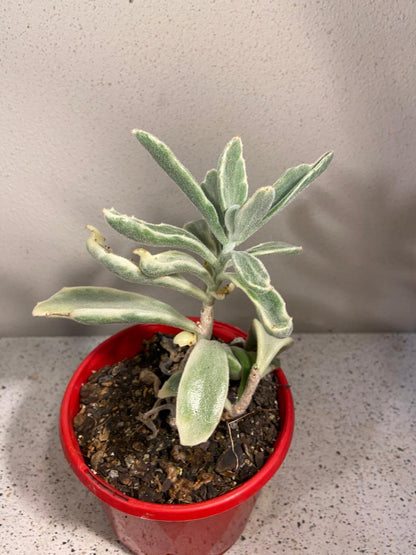 Kalanchoe Tomentosa Variegated