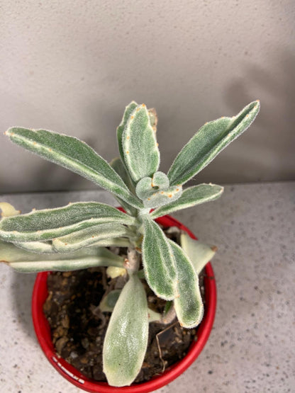 Kalanchoe Tomentosa Variegated