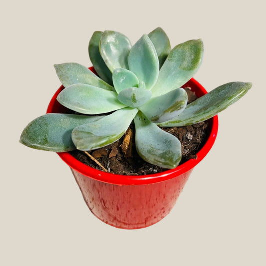 Pachyveria  80mm