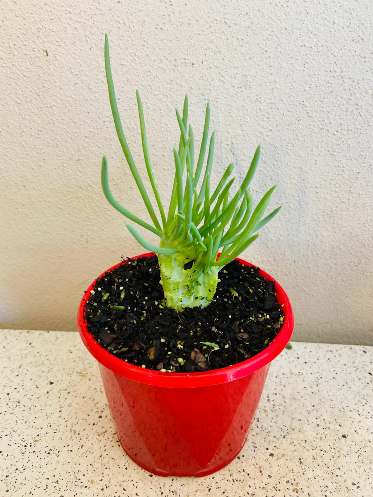 Senecio Talinoides Mermaids Tail