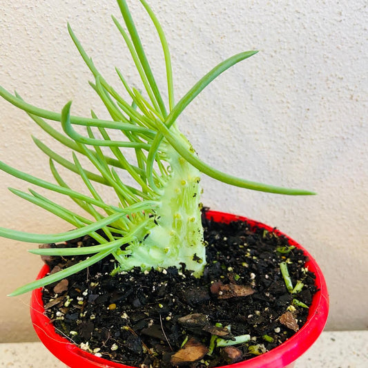 Senecio Talinoides Mermaids Tail