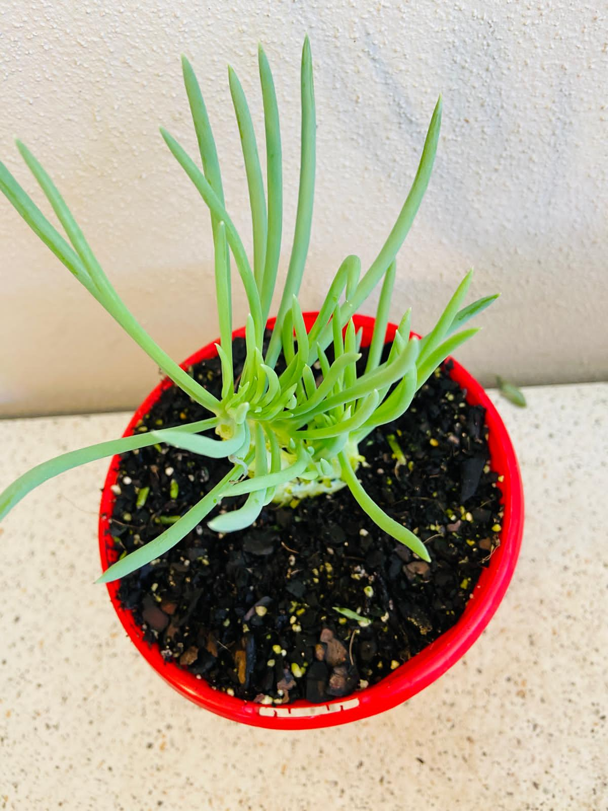 Senecio Talinoides Mermaids Tail