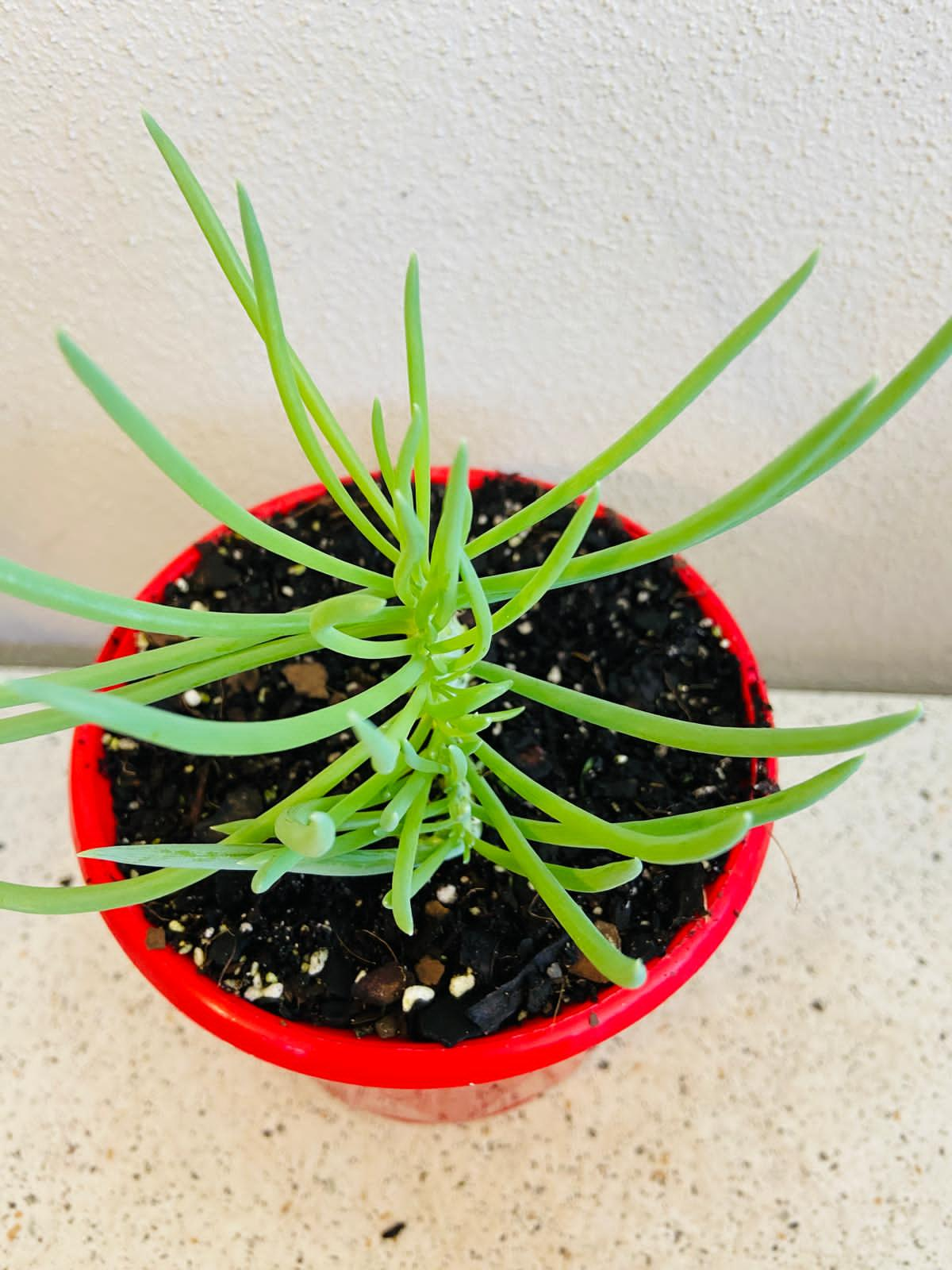 Senecio Talinoides Mermaids Tail