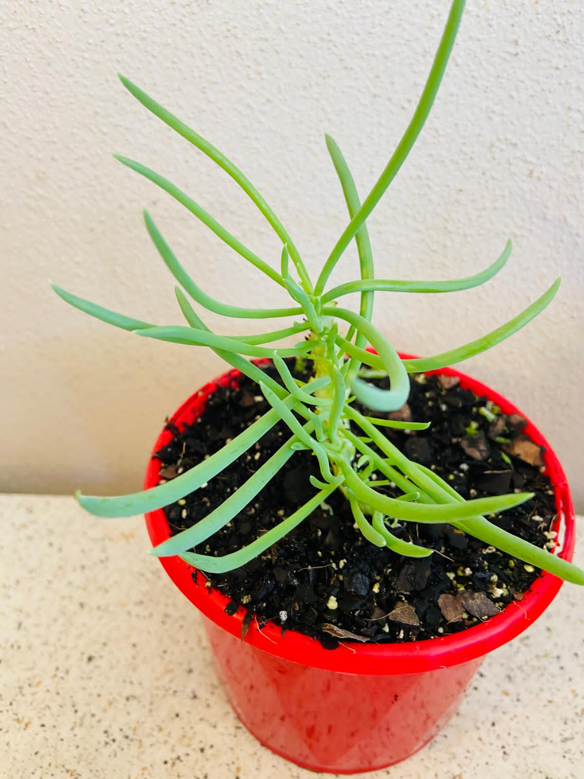 Senecio Talinoides Mermaids Tail