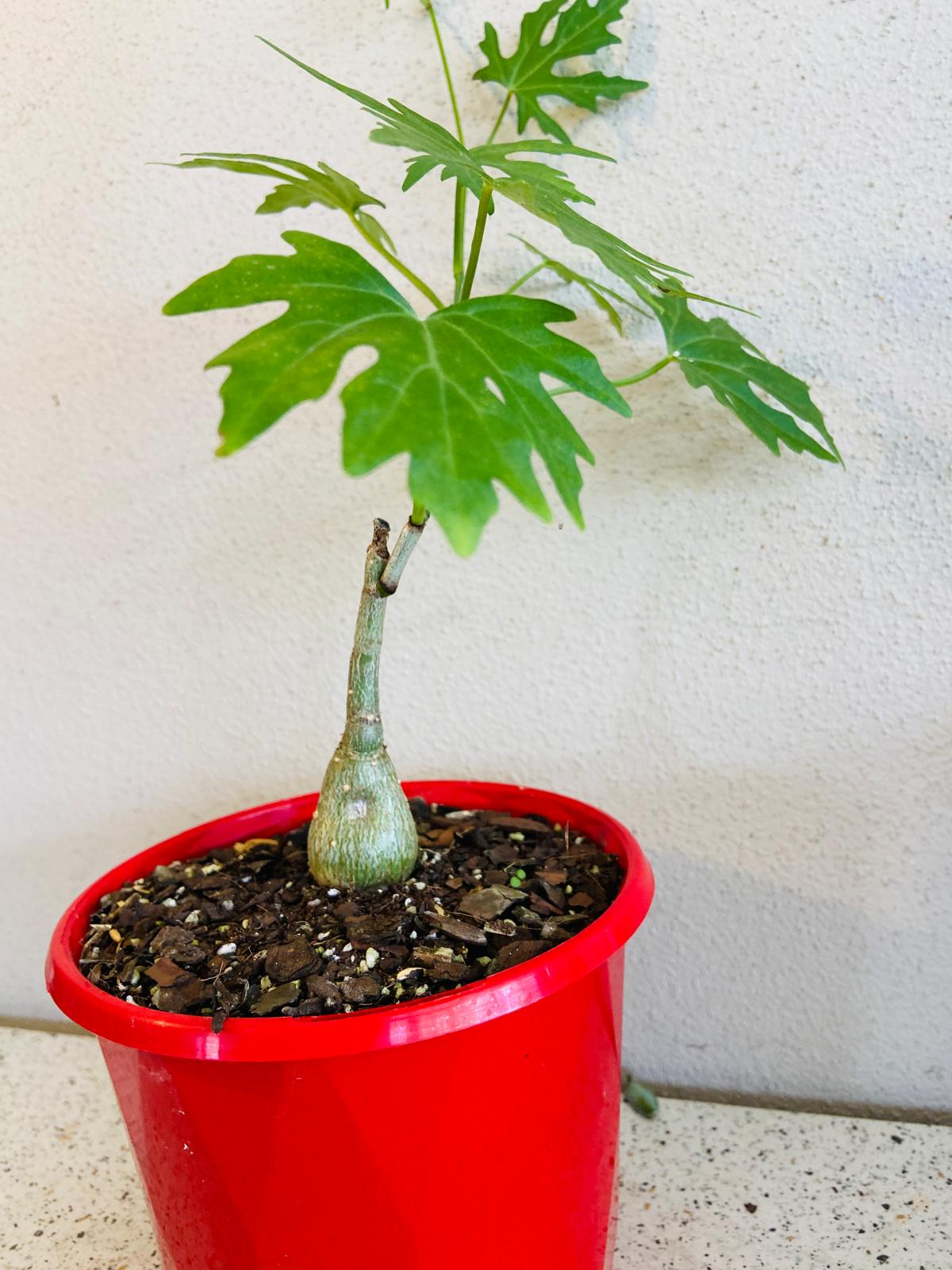 Cissus Tuberosa