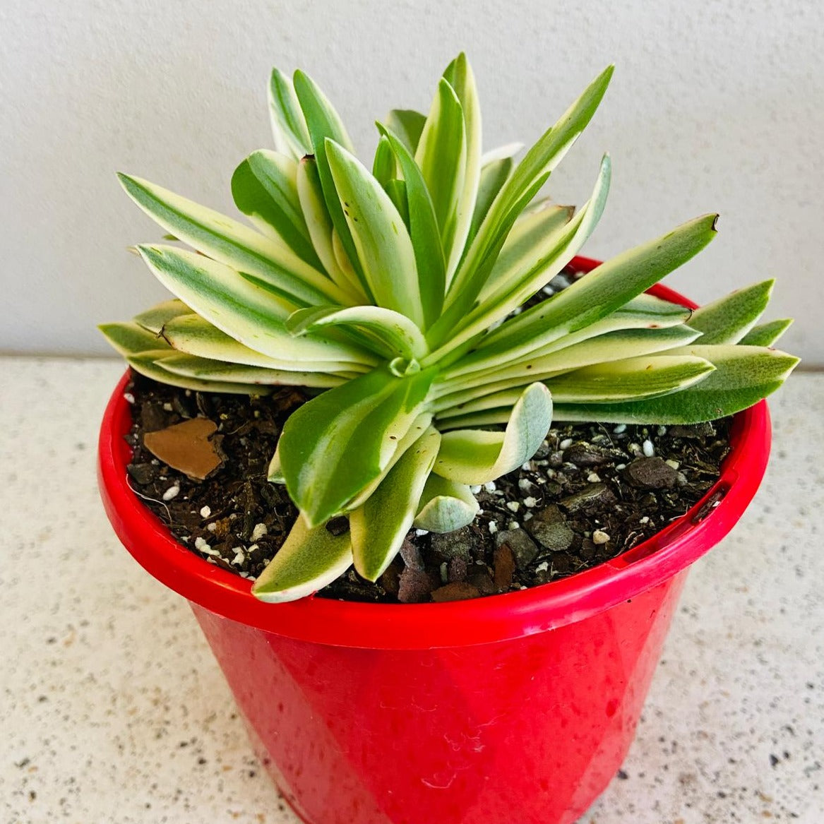 Crassula Capitella Compfire  Variegated