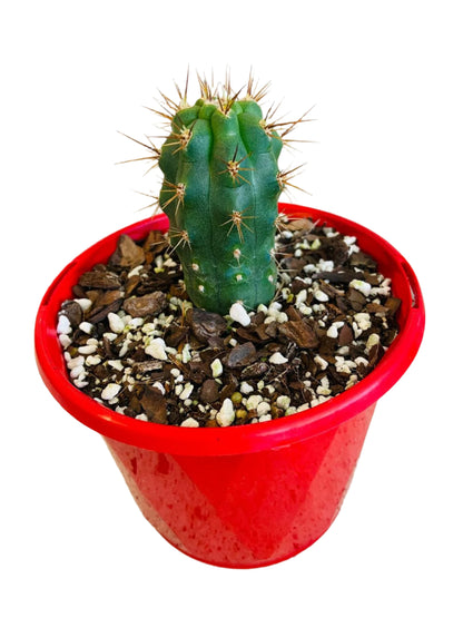 Cacti - Azurocereus Hertinglianus