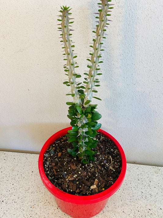 Alluaudia Procera #78