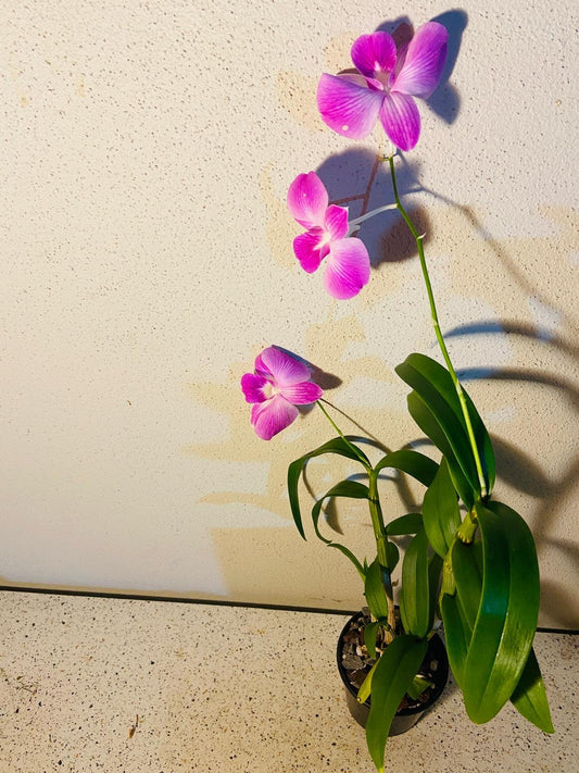 Dendrobium Burana Stripe 100mm