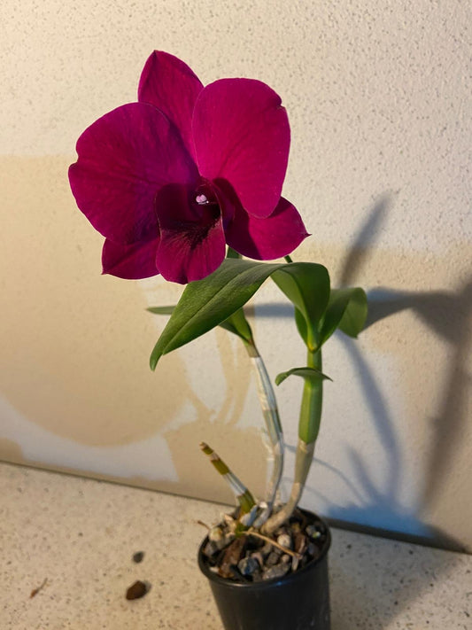 Dendrobium Dal's Classic 100mm