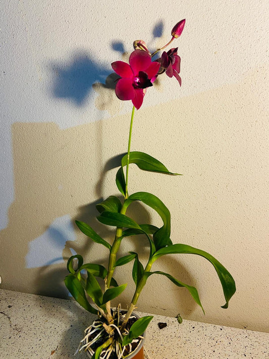Dendrobium Airy Crimson 100mm