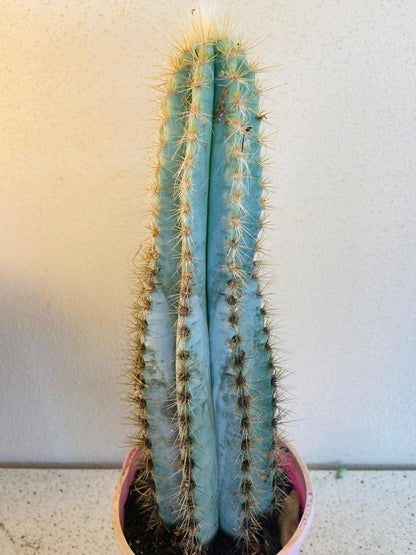 Cacti Pilocereus #55