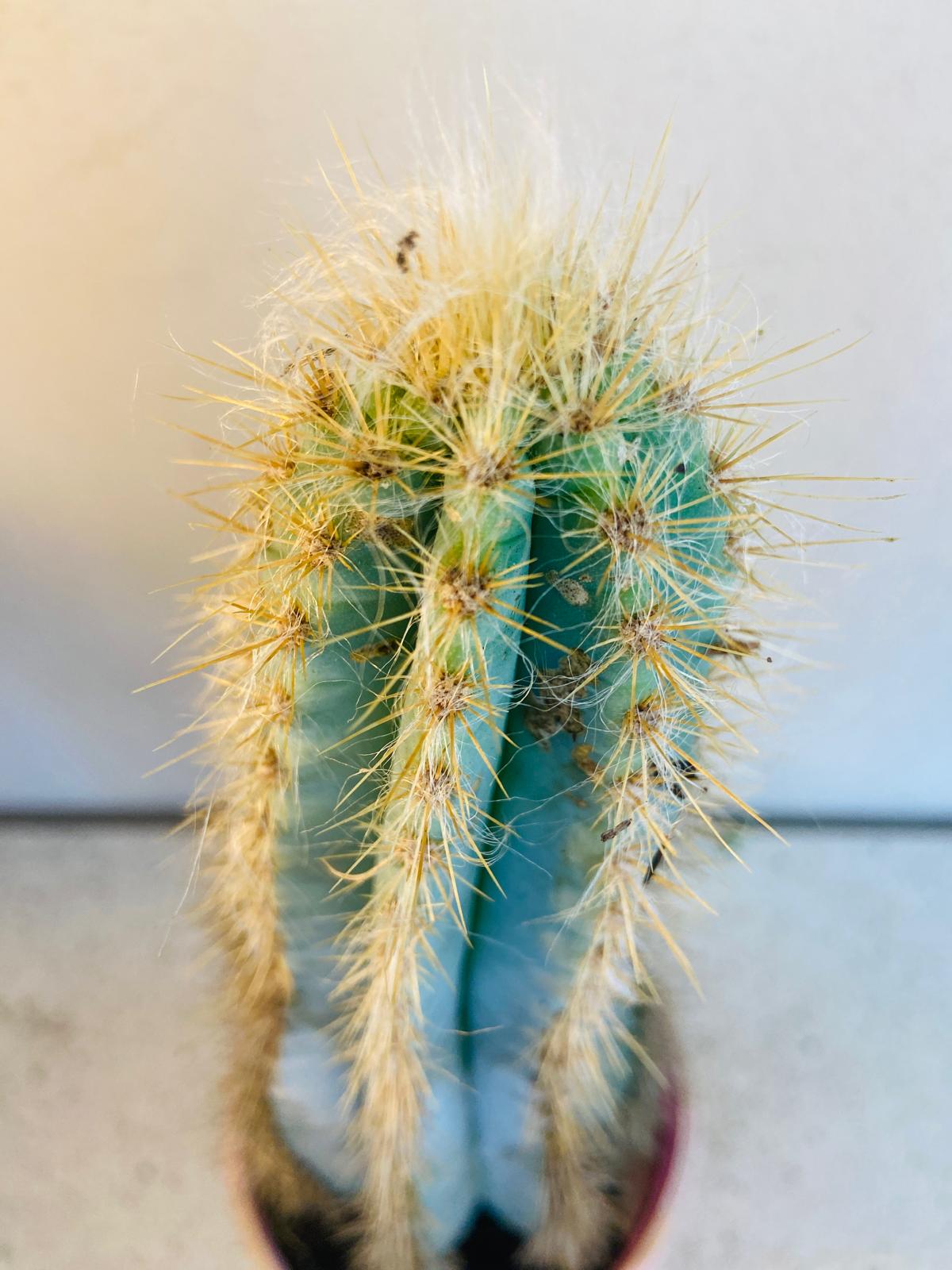 Cacti Pilocereus #55