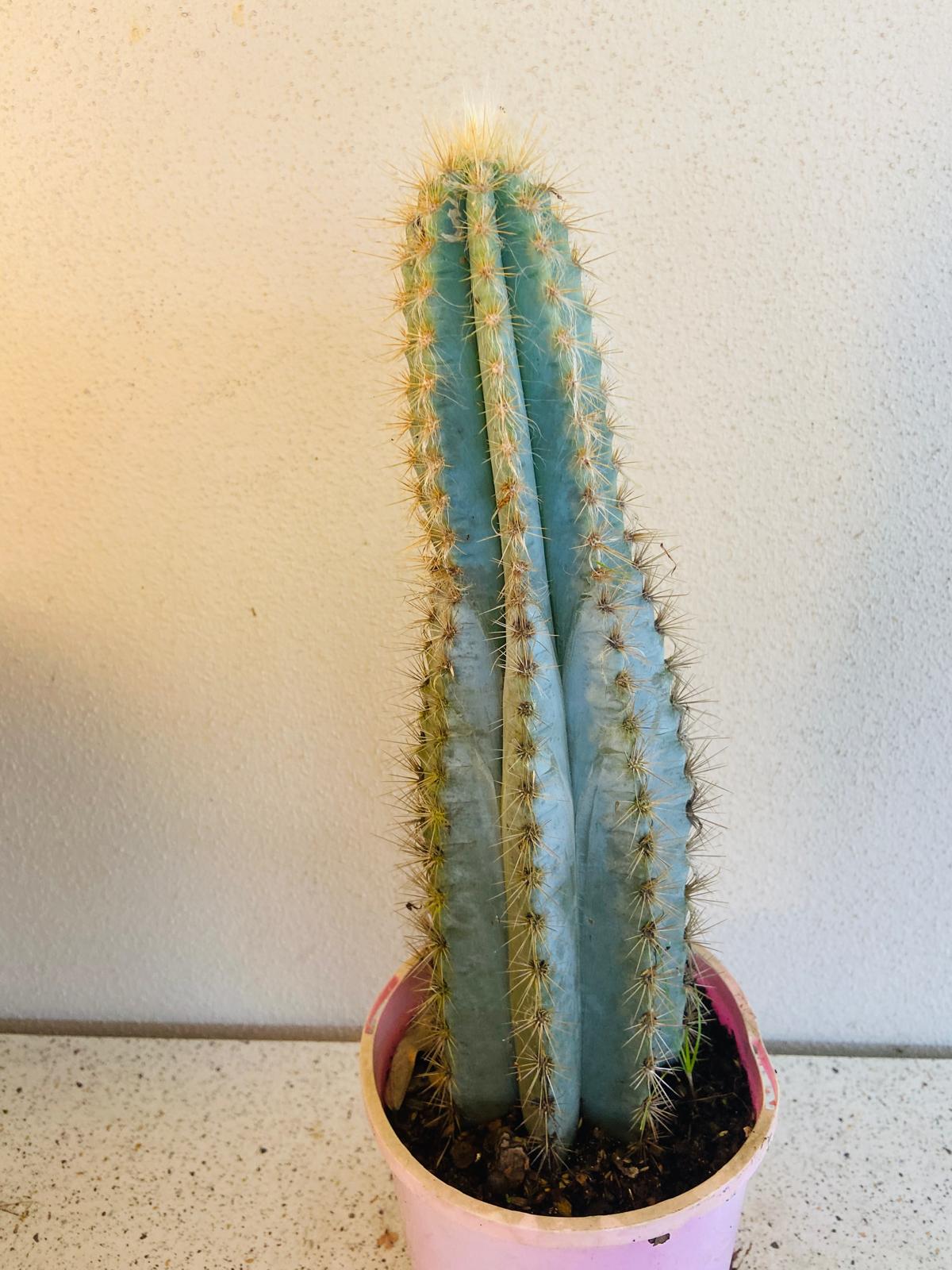 Cacti Pilocereus #55