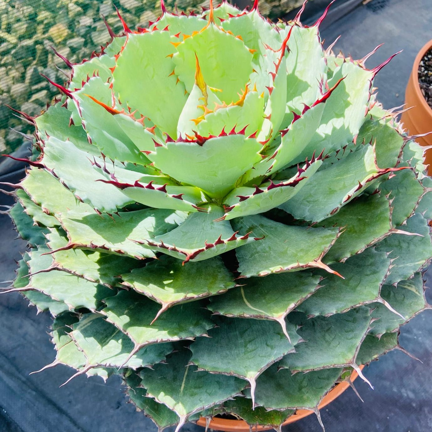 Agave Potatorum Kichiokan