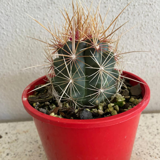 Cacti - Thelocactus Bicolour