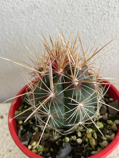 Cacti - Thelocactus Bicolour