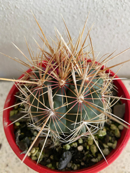 Cacti - Thelocactus Bicolour