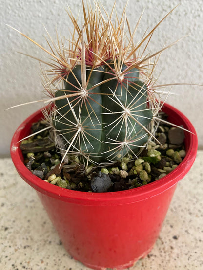 Cacti - Thelocactus Bicolour