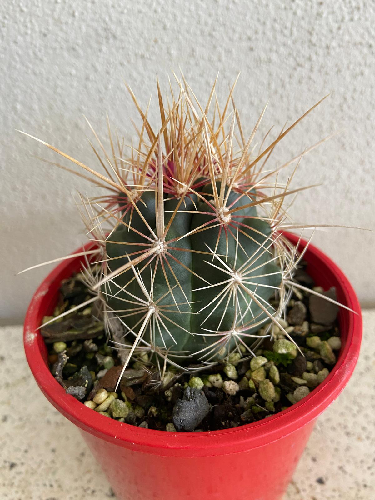 Cacti - Thelocactus Bicolour