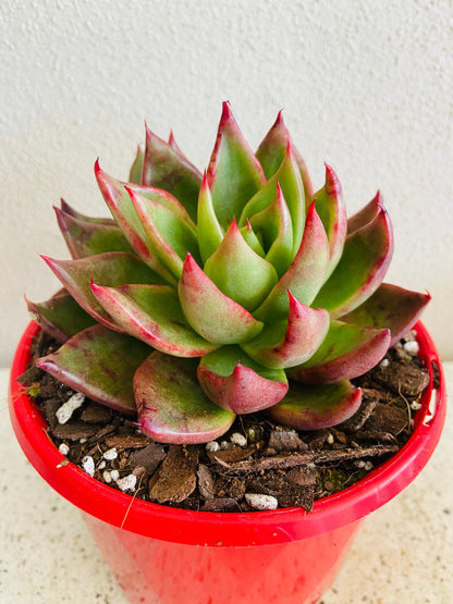 Echeveria Special #45