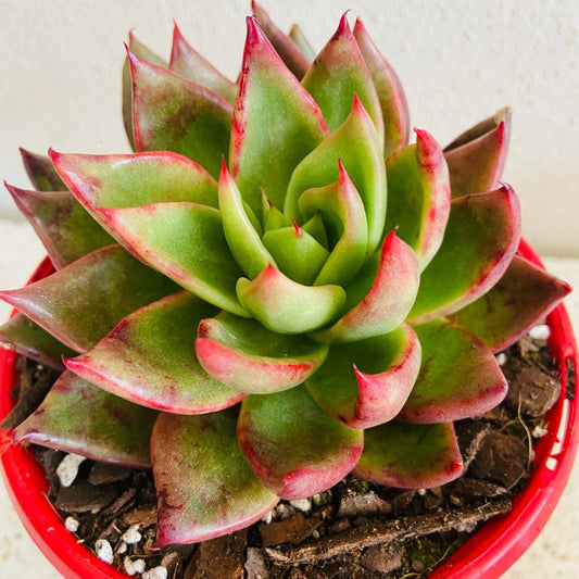 Echeveria Special #45