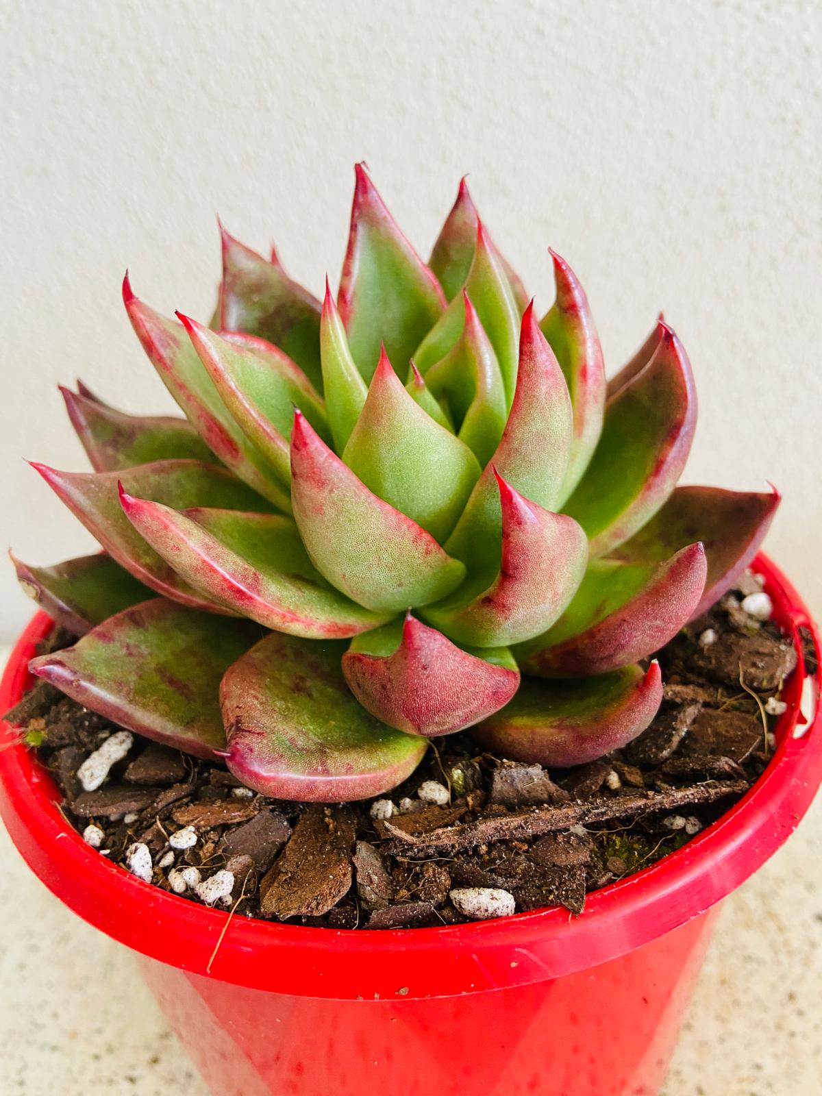 Echeveria Special #45