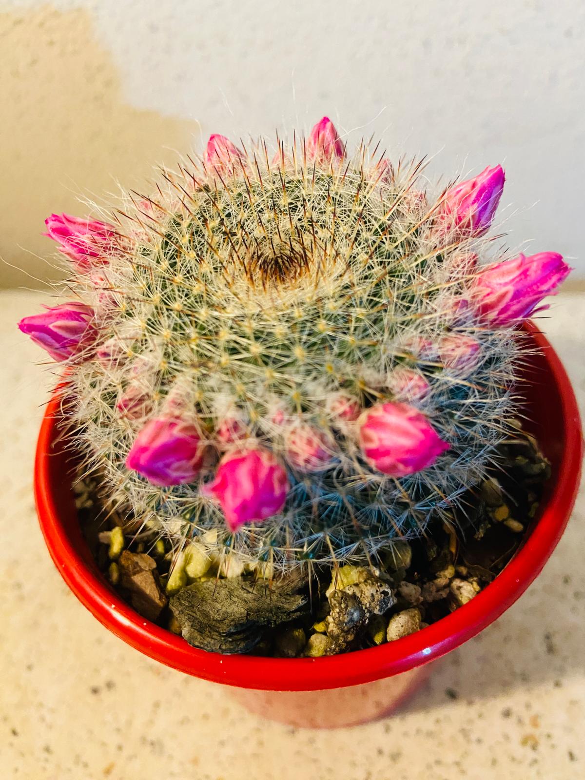 Cacti - Mammillaria Old Lady Cactus