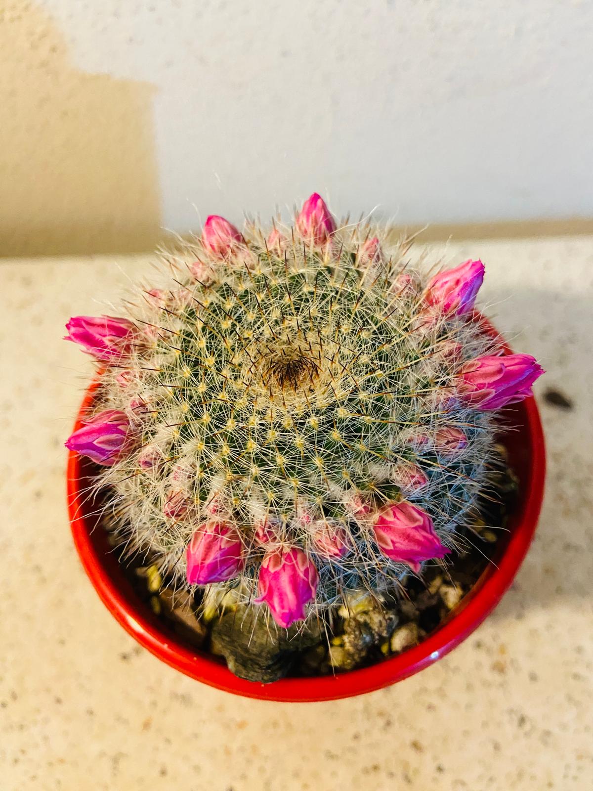 Cacti - Mammillaria Old Lady Cactus