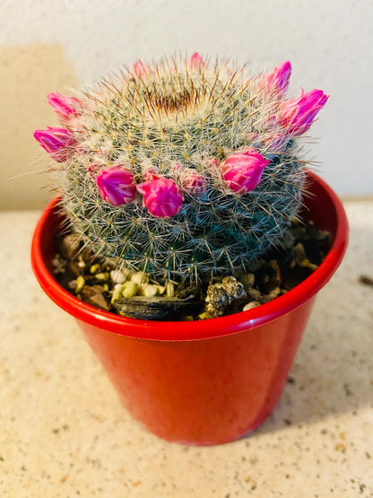 Cacti - Mammillaria Old Lady Cactus