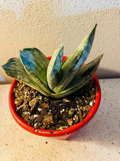 Gasteria "Aramatsu"