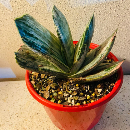 Gasteria "Aramatsu"