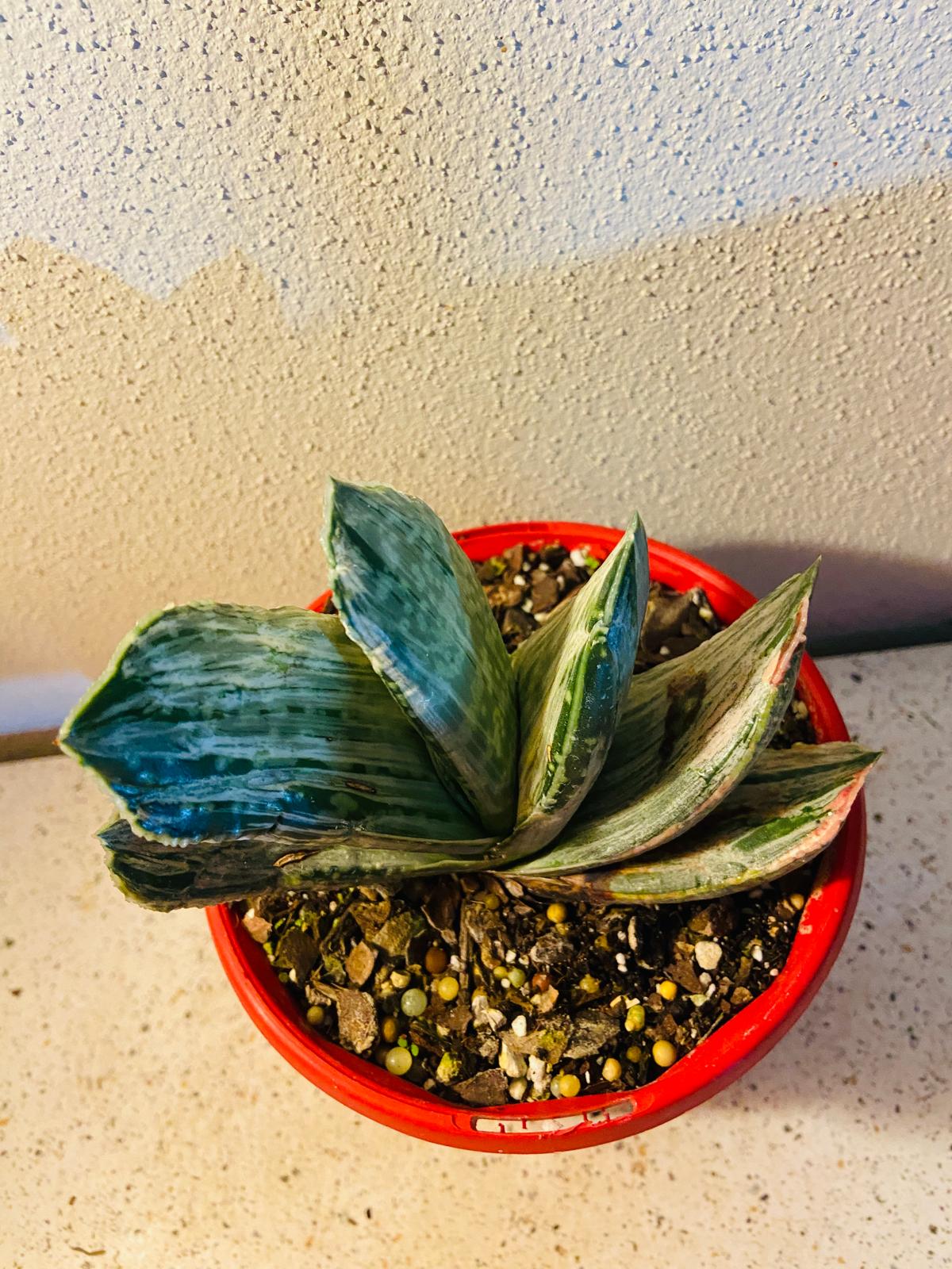 Gasteria "Aramatsu"