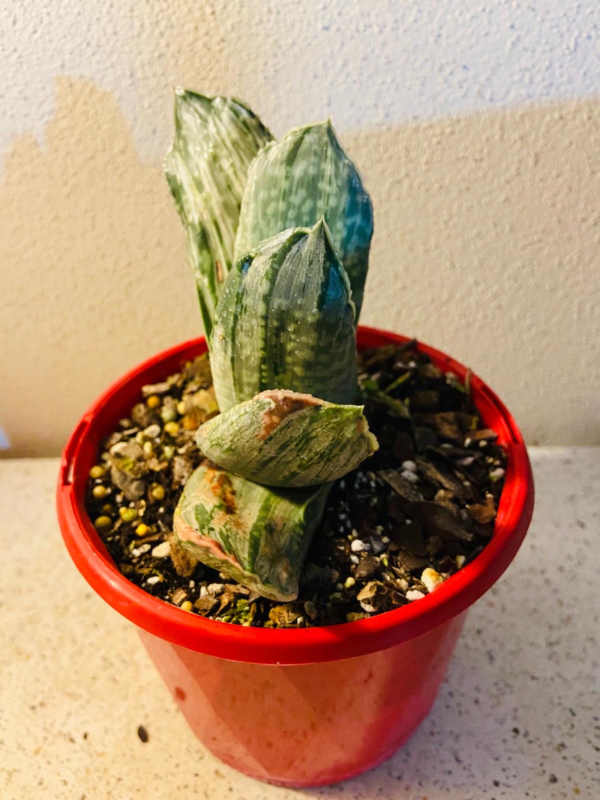 Gasteria "Aramatsu"