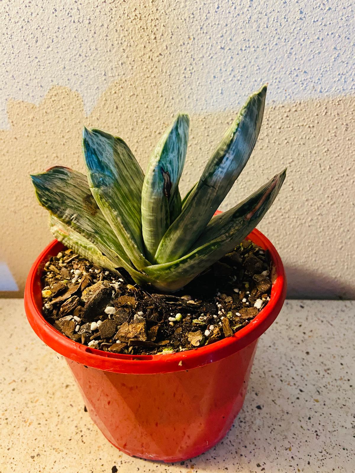 Gasteria "Aramatsu"