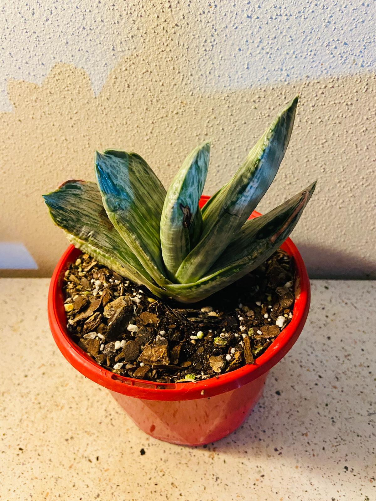 Gasteria "Aramatsu"