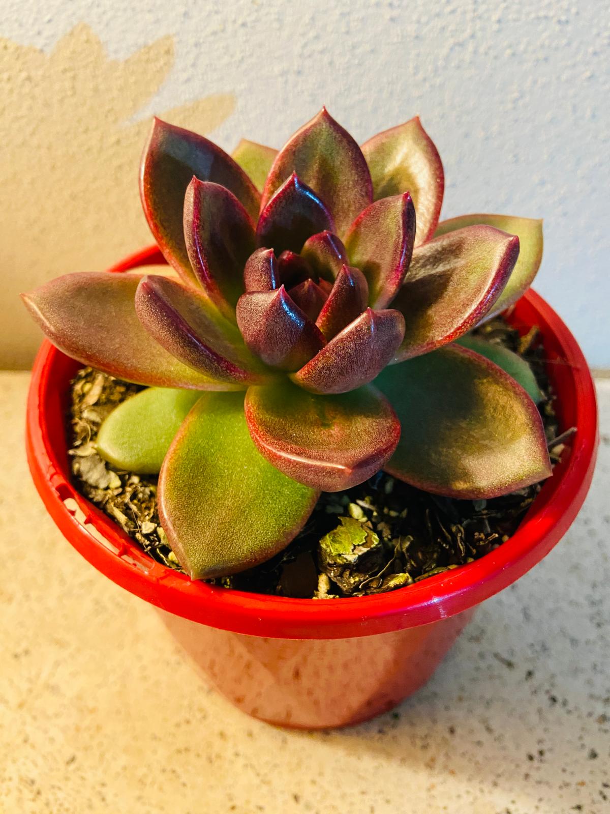 Echeveria Blood Maria