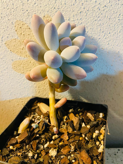 Pachyveria Angel's Fingers Hybrid