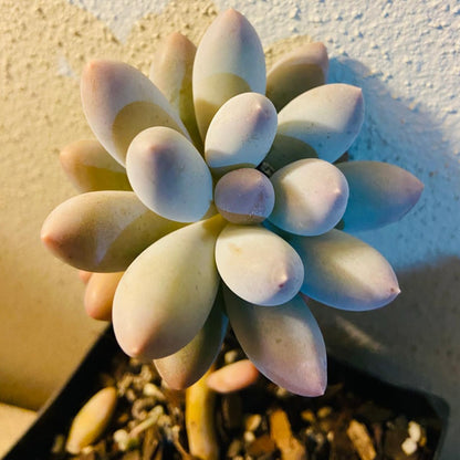 Pachyveria Angel's Fingers Hybrid