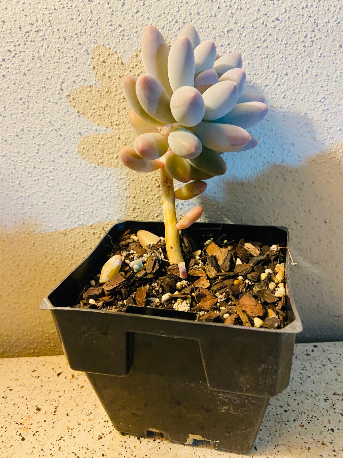 Pachyveria Angel's Fingers Hybrid