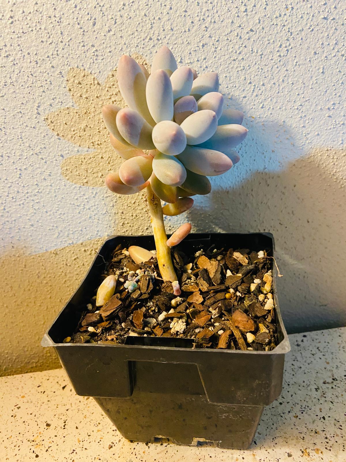 Pachyveria Angel's Fingers Hybrid