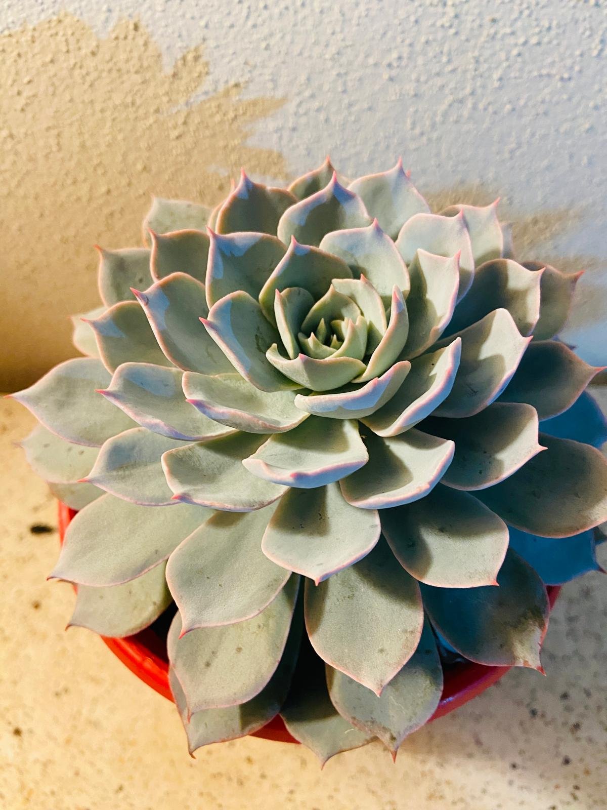 Echeveria Morning Beauty