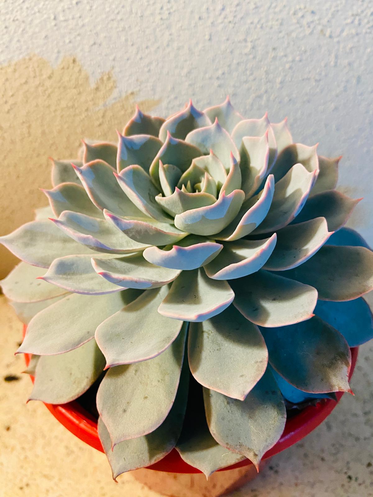 Echeveria Morning Beauty