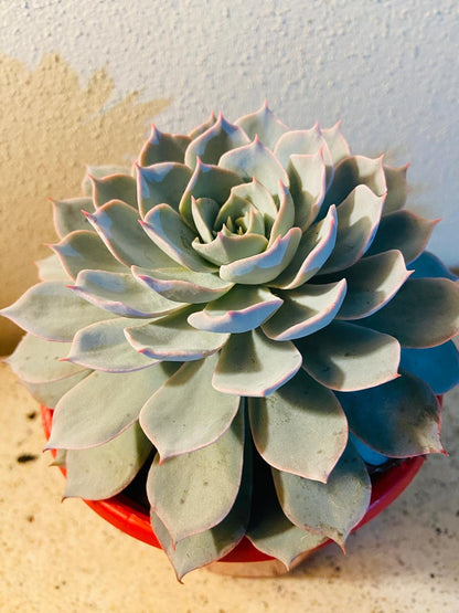Echeveria Morning Beauty