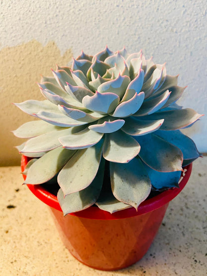 Echeveria Morning Beauty