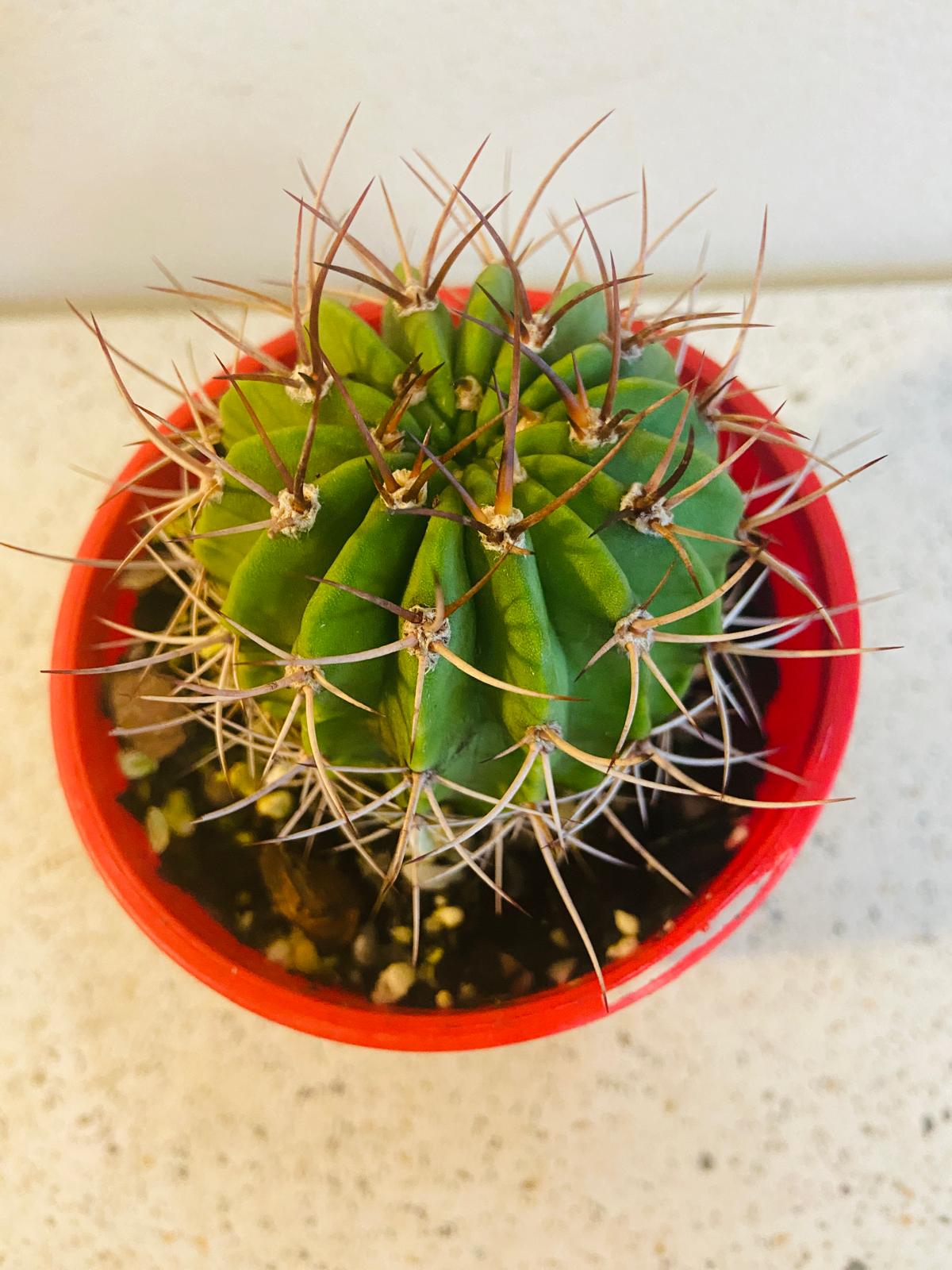 Cacti - Acanthocalycium Violaceum