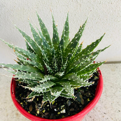 Aloe Hybrid Tielbergs Triumph