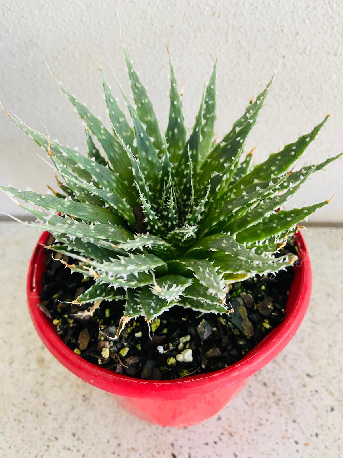 Aloe Hybrid Tielbergs Triumph